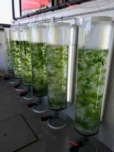 Ulva ohnoi indoor photobioreactors cultivation